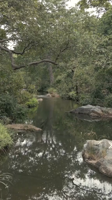 Vertical Shot of Rocky Stream and Lush Forest Landscape Pratapgarh Rajasthan