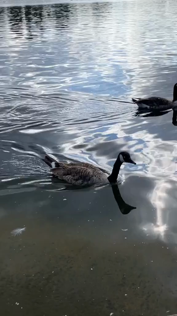 Vertical View of Ducks Swimming at Serpentine Lake at Hyde Park in London England