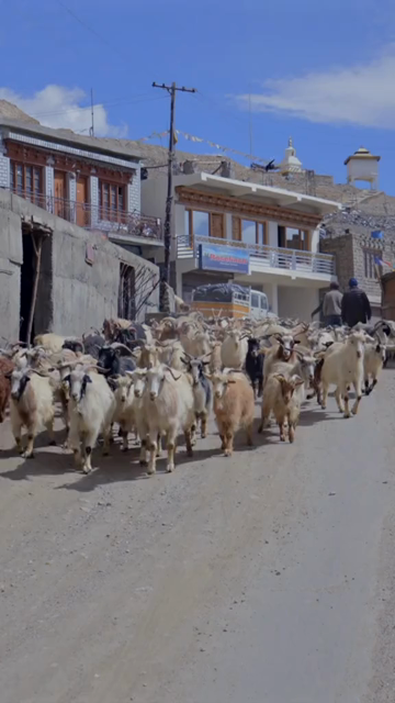 Vertical View of Goats Walking at Tso Moriri, Ladakh