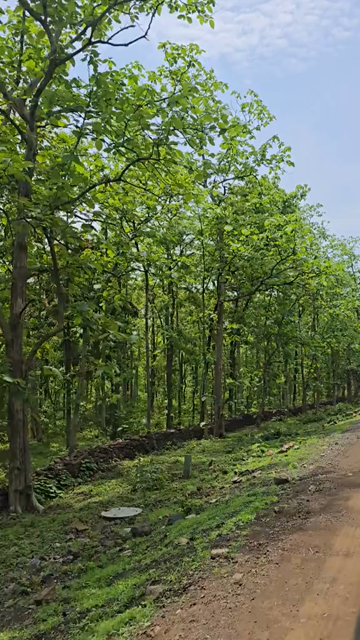 Vertical View of Lush Green Forest and Rural Road