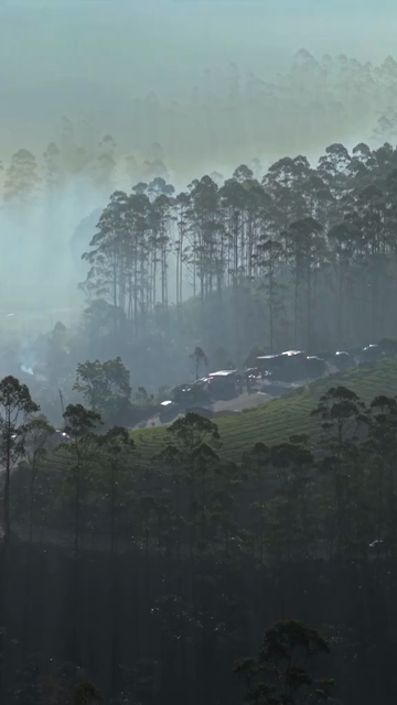 Vertical View of Misty Tea Plantation Hills with Trees in Munnar Kerala India