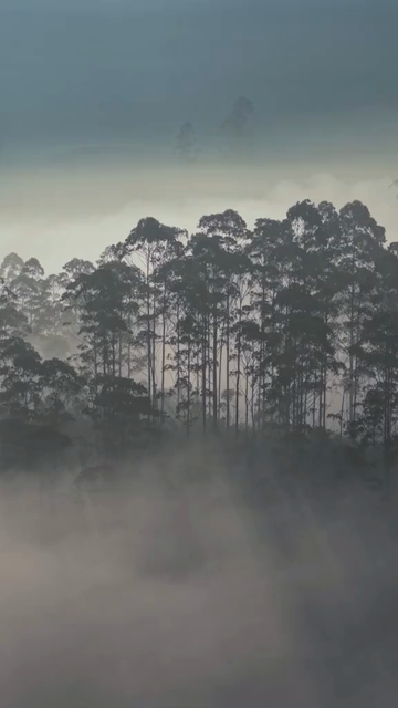 Vertical View of Misty Tea Plantation Hills with Trees in Munnar Kerala India