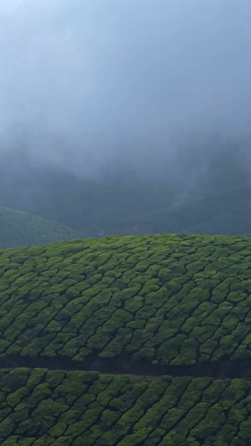 Vertical View of Misty Tea Plantation Hills with Trees in Munnar Kerala India