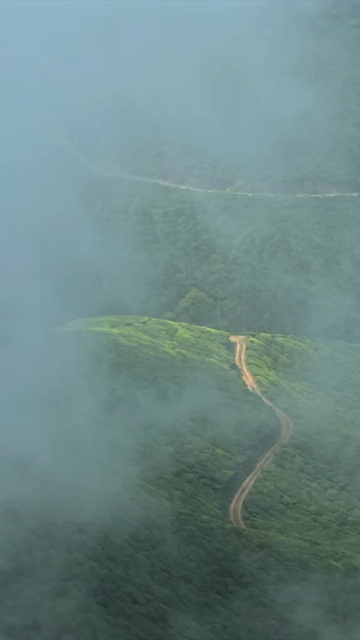 Vertical View of Misty Tea Plantation Hills with Trees in Munnar Kerala India