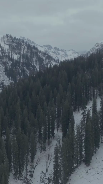 Vertical View of Snow Covered Mountains and Pine Forest in Manali Himachal Pradesh India
