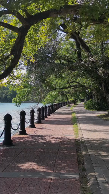 Vertical View of Tree Lined Lakeside Promenade in Kolkata