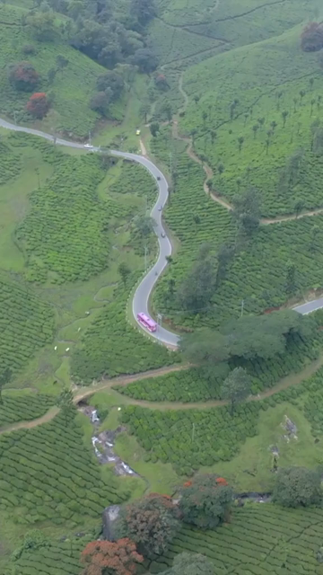 Vertical aerial view of winding roads through lush tea plantations in Munnar Kerala India