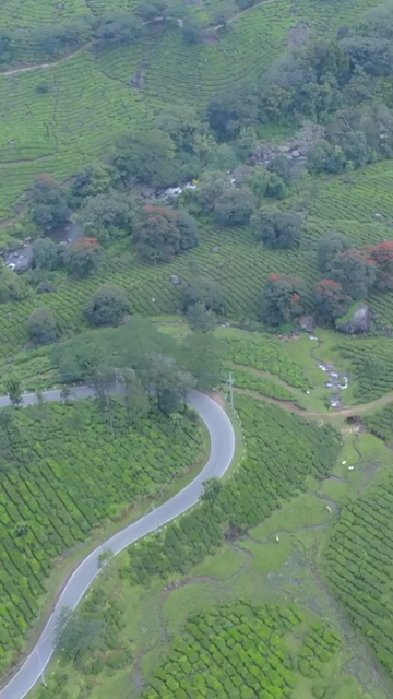 Vertical aerial view of winding roads through lush tea plantations in Munnar Kerala India