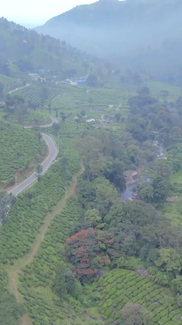 Vertical aerial view of winding roads through lush tea plantations in Munnar Kerala India