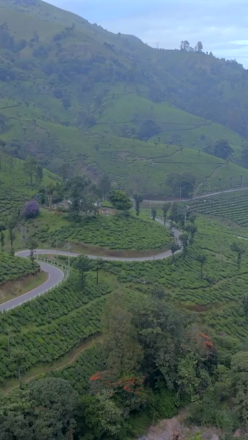 Vertical aerial view of winding roads through lush tea plantations in Munnar Kerala India
