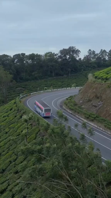 Vertical aerial view of winding roads through lush tea plantations in Munnar Kerala India
