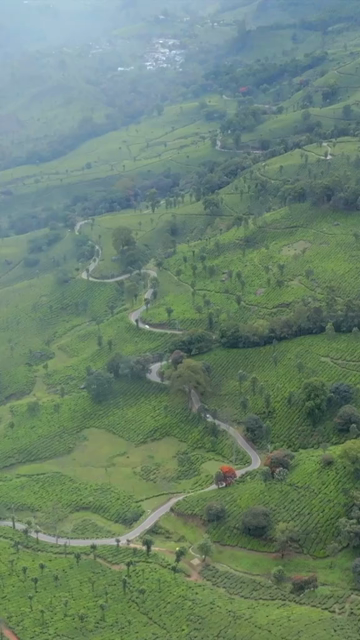 Vertical aerial view of winding roads through lush tea plantations in Munnar Kerala India
