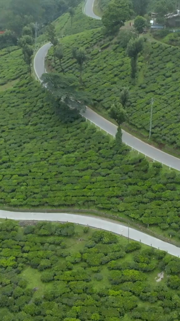 Vertical aerial view of winding roads through lush tea plantations in Munnar Kerala India